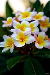 Frangipani Parfümöl - Für weitere Informationen anklicken